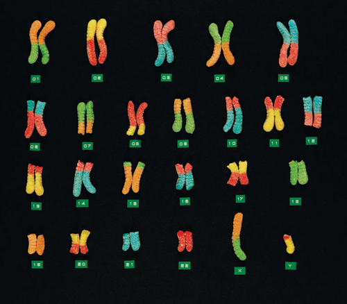 chromosomes1
